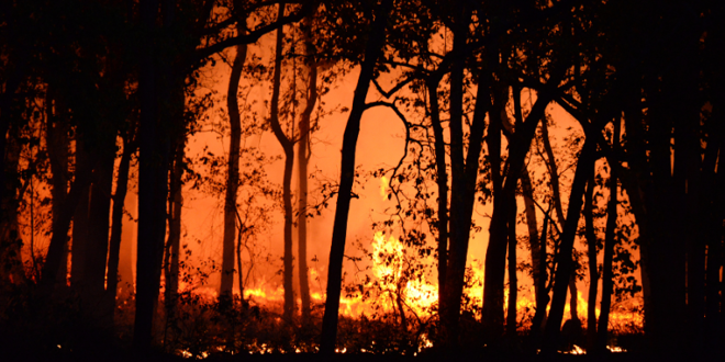 Bushfires image