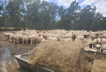 A flooded farmer's flock of sheep in Kotupna