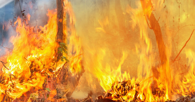 Victoria Bushfires image