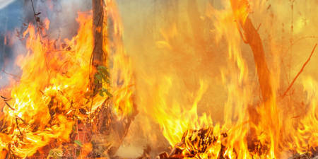 Victoria Bushfires image