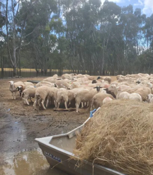 Sheep farm flooded in Victoria